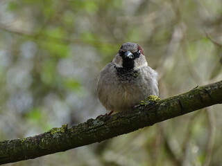 Spatz auf dem Ast