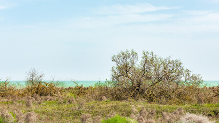 Fototapeta na wymiar Low trees by the sea