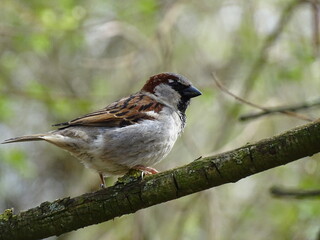 Spatz auf dem Ast