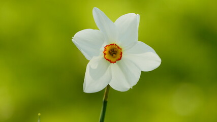Narcissus poeticus, yellow white flower