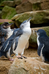 Penguins on the rocks