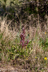 The orchid (Serapias lingua) in natural habitat