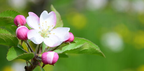 Fototapeta na wymiar Wunderschöne Apfelbaumblüten in Rosa und Weiß im Sonnenlicht im Frühling in Lana bei Meran - Südtirol