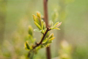 a twig with new leaves in spring blooms