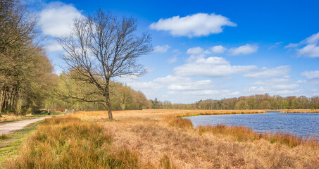 Panorama of a tree at the lake in Duurswouderheide