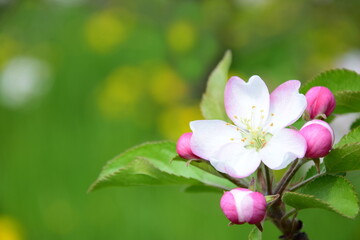 Fototapeta na wymiar Apfelbaum mit Apfelblüten in rosa und weiß in der Frühlingssonne - Apfelbaumblüte in Südtirol - Lana bei Meran