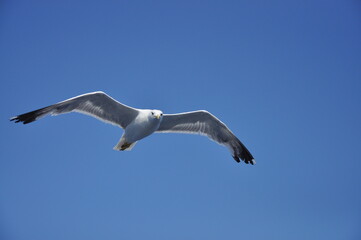 The flight of the seagull. The bird on the sky