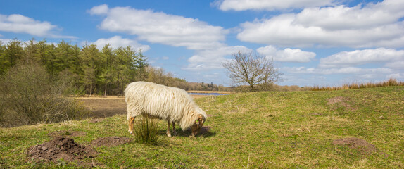 Panorama of a white sheep in natrure area Duurswouderheide