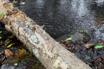 
fallen tree in the tropical forest