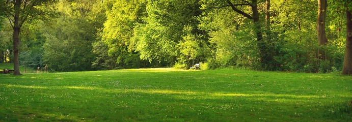 Fototapeten Holzbank unter den mächtigen Laubbäumen auf einem grünen Waldrasen. Den Haag Central Park, Niederlande. Idyllische Sommerlandschaft, ländliche Szene. Natur, Ökotourismus, Umweltschutz © Aastels
