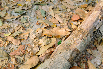 
fallen tree in the tropical forest