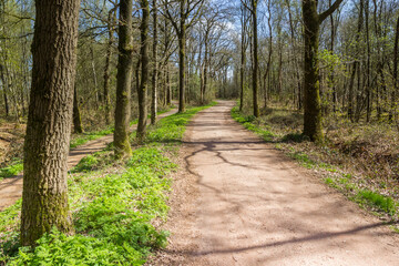 Walking path in the forest of Duurswouderheide