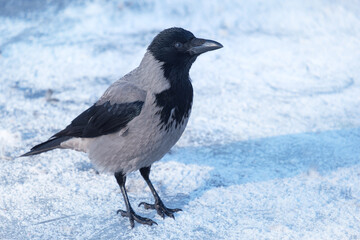 crow in winter, Corvus cornix