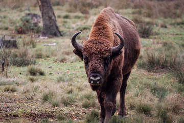 Fototapeten European bison, zubr in the nature © nexusby