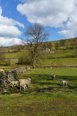Fototapeta premium A Ewe with it's two Lambs in a field with Farm buildings in the distance, Nidderdale, Harrogate, North Yorkshire, England, UK. 
