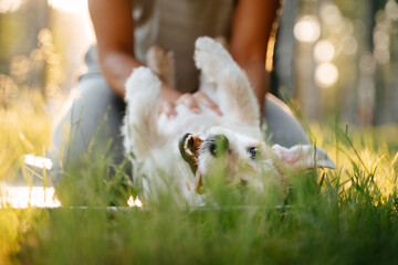 A girl is scratching the belly of her Jack Russell dog. A contented dog lies on the green grass in...