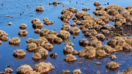 Abstract view for peat bog plants. Fluffy beautiful grass peat bog at blue swamp lake water. Blue...