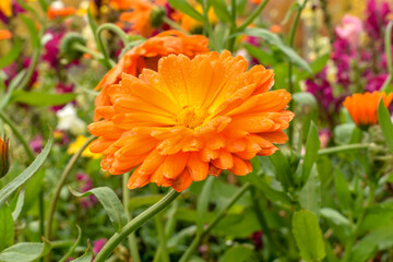 A bud of a blossoming orange flower on an alley in the park. Close-up.