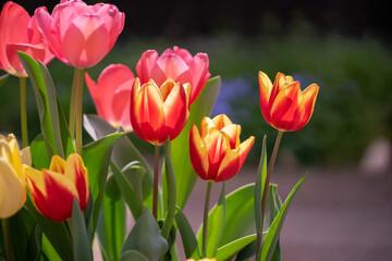 チューリップの花　春のイメージ