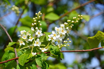 Spring