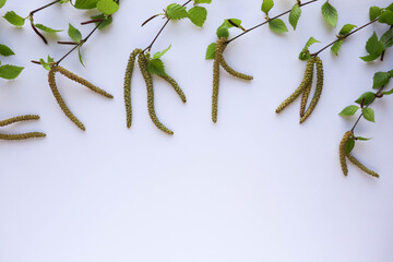 mockup of a spring postcard. green birch branch with leaves and catkins isolated on white background.  white blank for text 