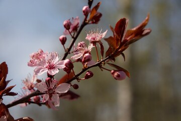 Spring