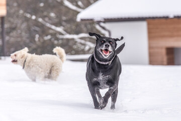 two dogs are happily playing in the snow