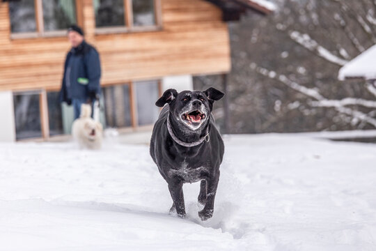 a black labrador is running in the snow