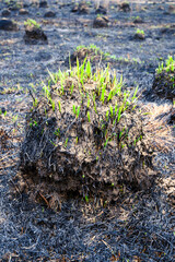 A bump with several leaflets of green grass recovering after field fire. Meadow covered with small mounds and burnt grass.