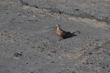 A beautiful dove in the street