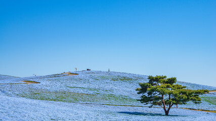 春の絶景　ネモフィラ