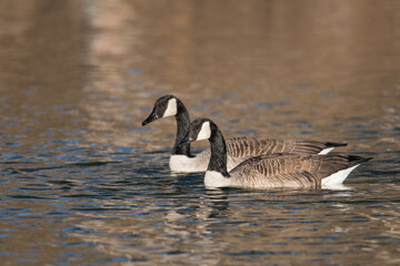 Pair of Canada Geese