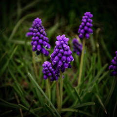 flowers in the garden