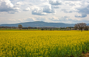 Obraz premium Campagna in giallo