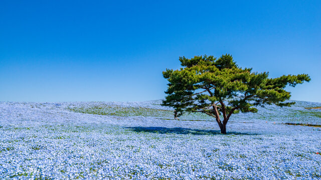 ネモフィラ Images Browse 8 981 Stock Photos Vectors And Video Adobe Stock