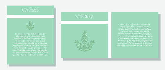 Fototapeta na wymiar Cypress. Information banner or tag in two designs. Description and useful properties of cypress. Template for essential oil, spices. Brochure with blank space for text.