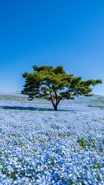 ひたち海浜公園 ネモフィラ の画像 1 338 件の Stock 写真 ベクターおよびビデオ Adobe Stock