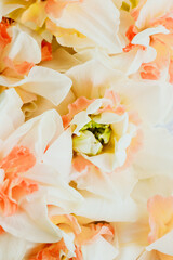 Floral spring tender background. White, yellow and peach colored flowers. Daffodils. Copy space.