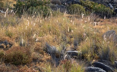 Some beautiful plants in the field