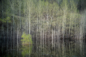 High water in spring. Flooded trees and bushes in the water. Reflection.