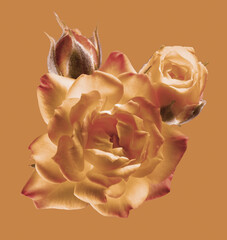 Orange  rose on a brown background. Isolated.