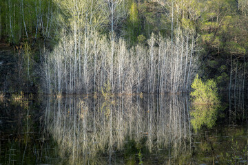 High water in spring. Flooded trees and bushes in the water. Reflection.