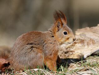 Red squirrel