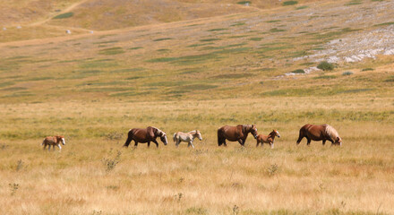 herd of horses with foals grazing in the clearing