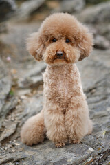 brown poodle sitting on a mountain top