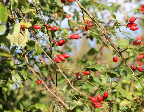 many Red berries in a shrub in spring in the plant