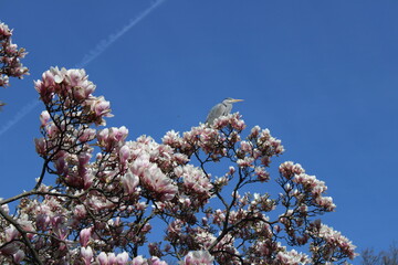 heron resting on top of magnolia tree