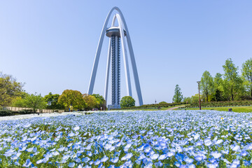 愛知県一宮市 国営木曽三川公園　138タワーパーク ツインアーチ138と青いネモフィラ
