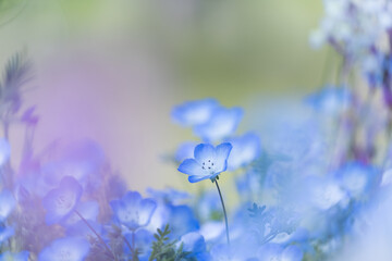 愛知県江南市　国営木曽三川公園　フラワーパーク江南　ネモフィラ2