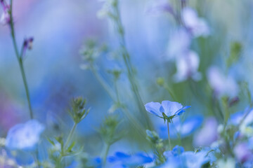 愛知県江南市　国営木曽三川公園　フラワーパーク江南　ネモフィラ1